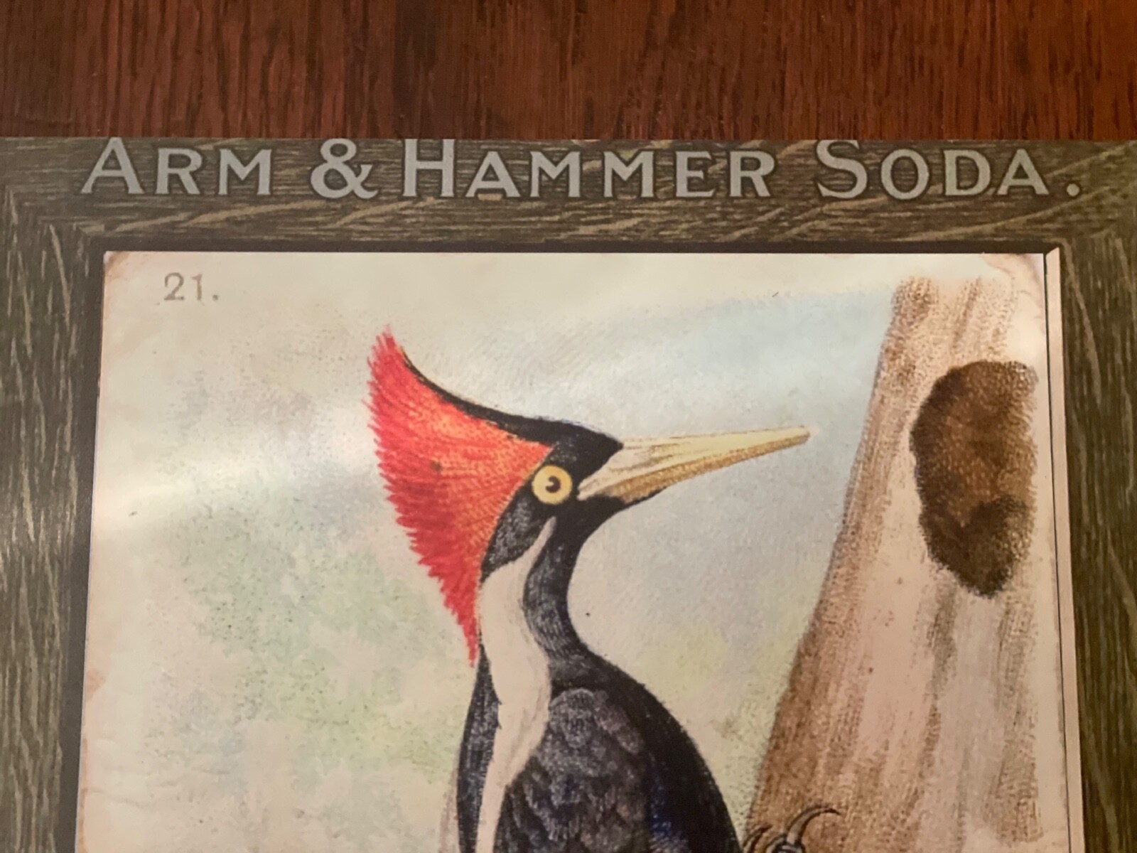 NEW Arm & Hammer Store Display Card Merchant Sign Ivory Billed Woodpecker