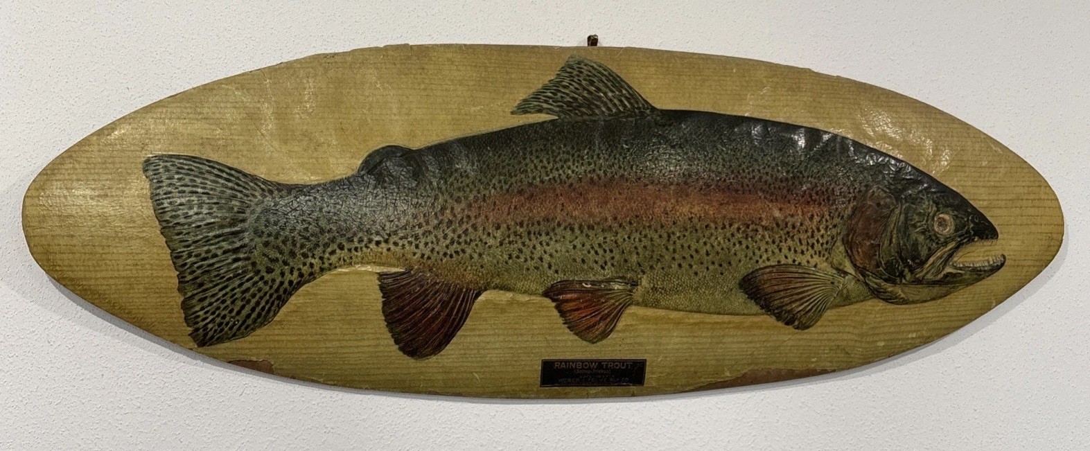 Vtg. WEBER LIFELIKE FLY CO. RAINBOW TROUT Hardware Store Advertising Display