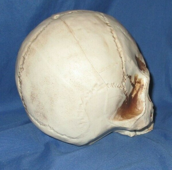 SPIRIT HALLOWEEN Store Exclusive 2020 Display Prop SKULL from Jack’s Cave
