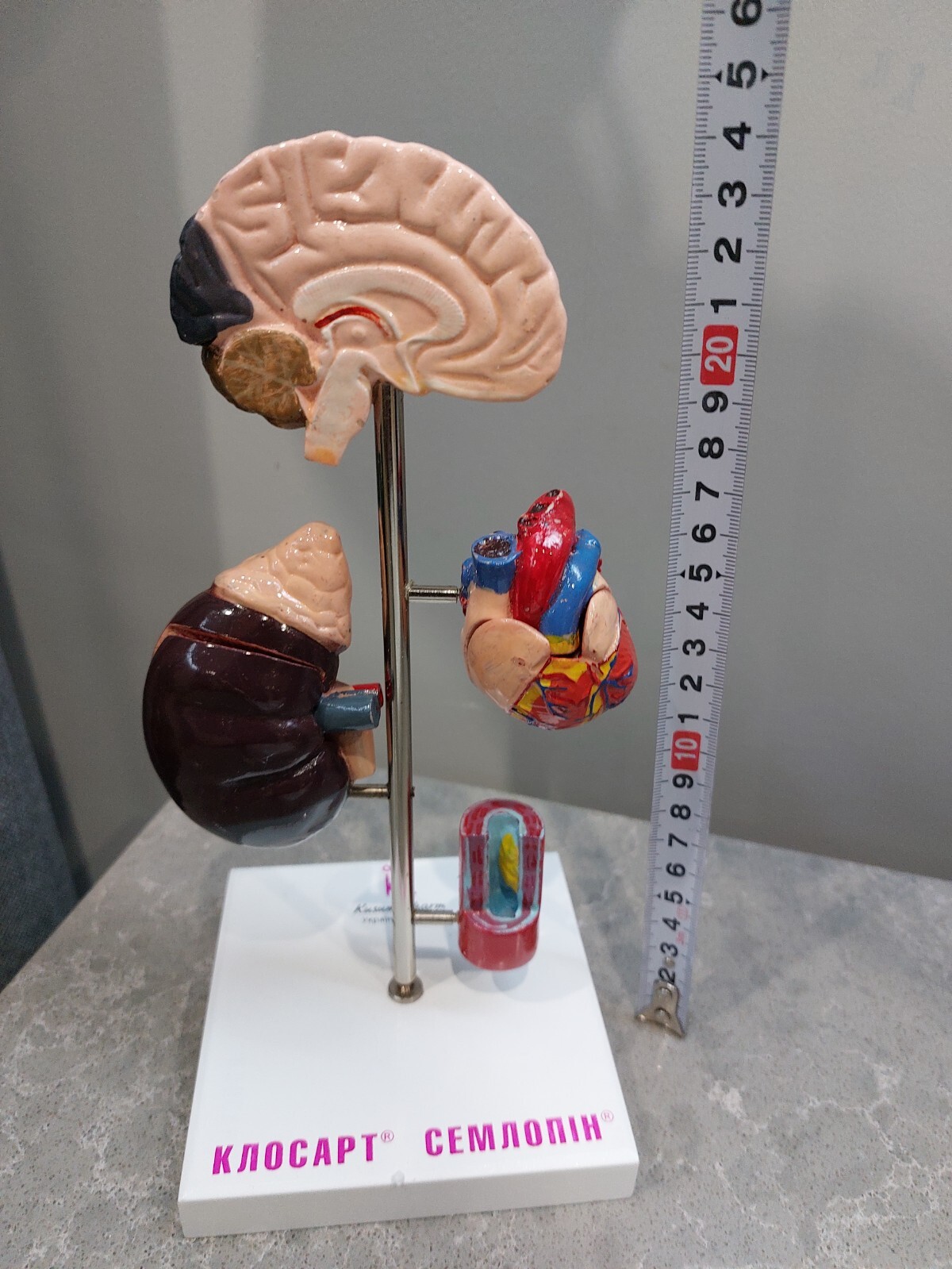 NEW Demonstration Model of Human Internal Organs Medicine Set NEW Boxed