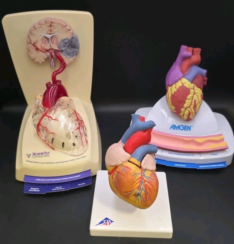 Xarelto 3D Human Heart Lighted, 3B & Amgen Display Models – Doctors Office