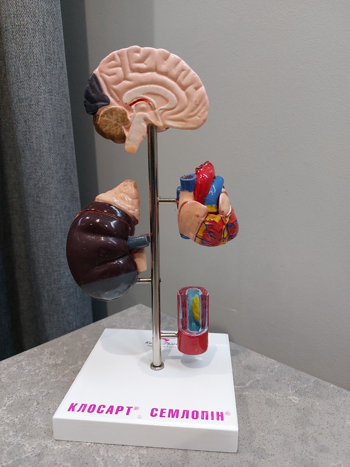 NEW Demonstration Model of Human Internal Organs Medicine Set NEW Boxed