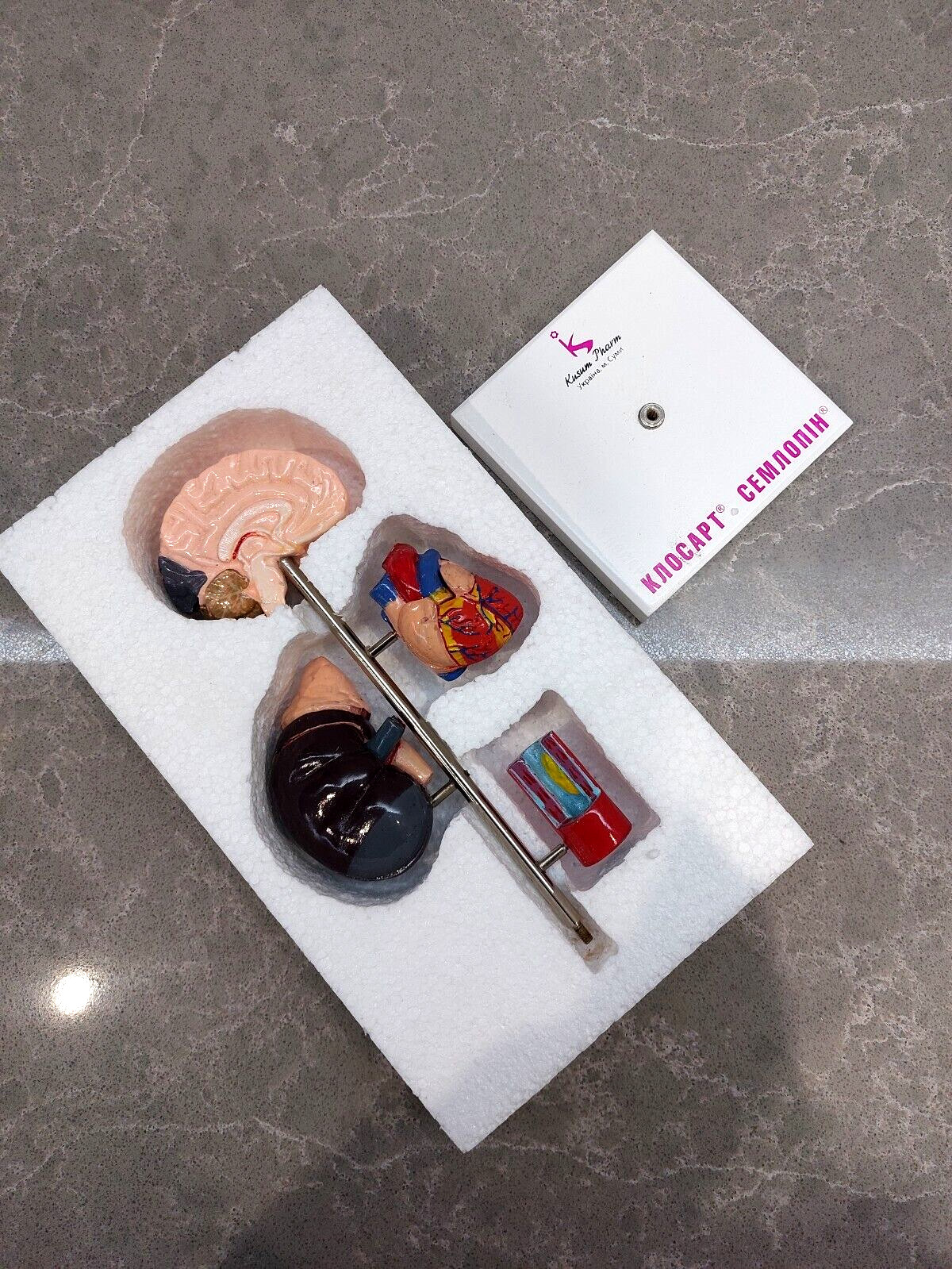 NEW Demonstration Model of Human Internal Organs Medicine Set NEW Boxed