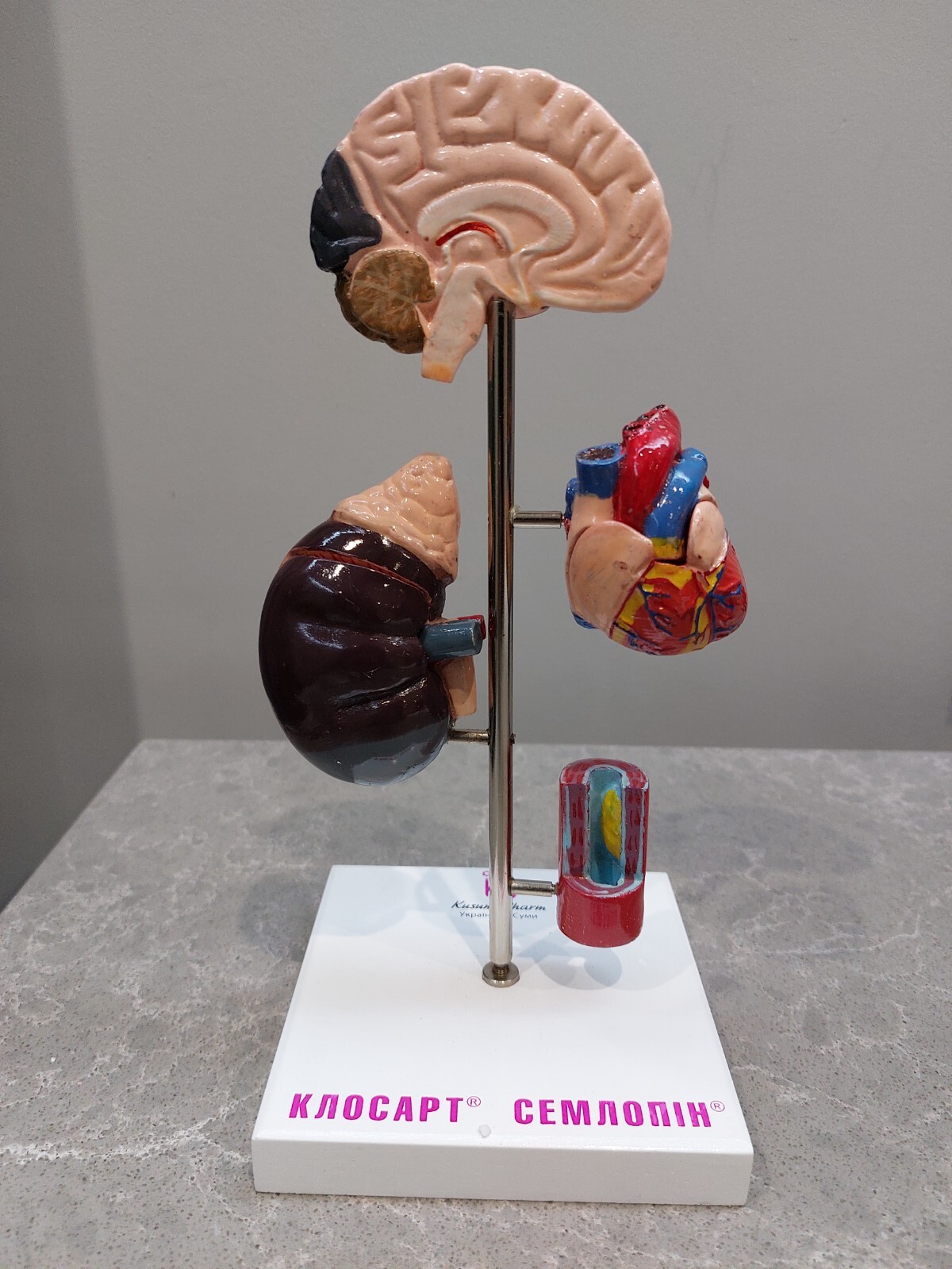 NEW Demonstration Model of Human Internal Organs Medicine Set NEW Boxed