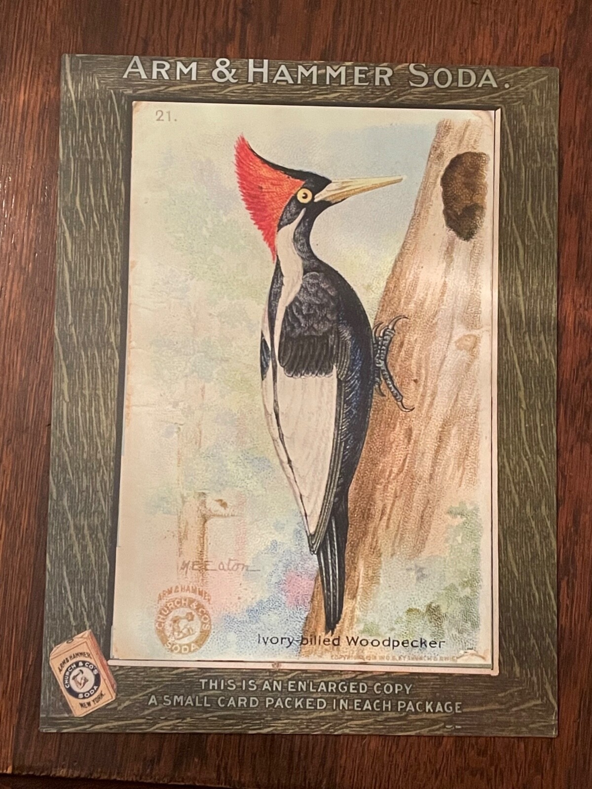 NEW Arm & Hammer Store Display Card Merchant Sign Ivory Billed Woodpecker