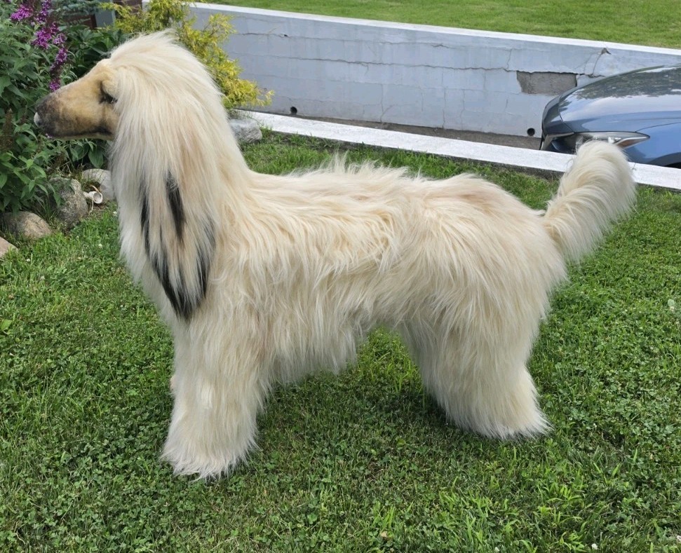 Life Size Afghan Hound High-quality Luxury Decor Dog 55″ Solid Metal Frame, Rare