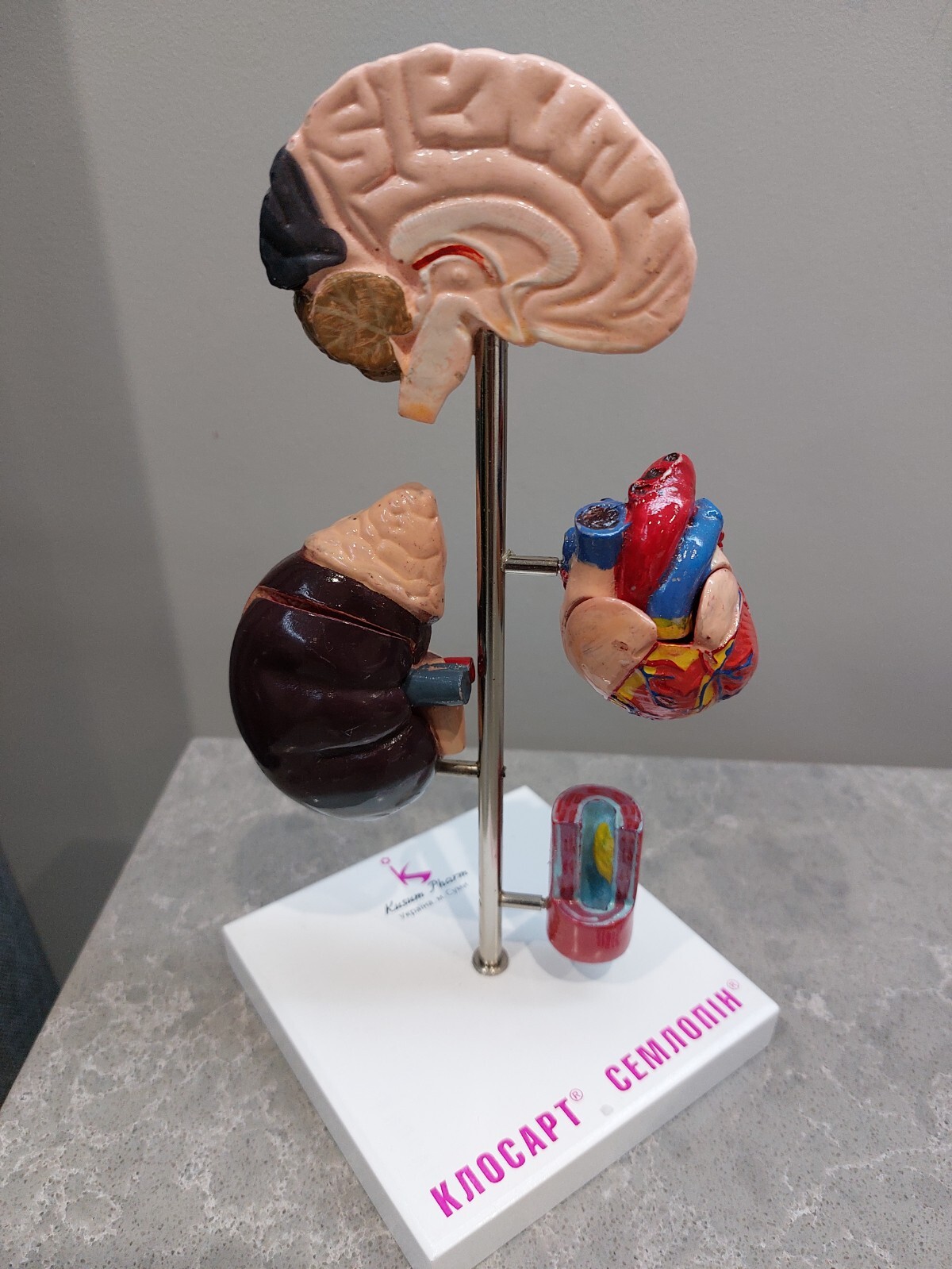 NEW Demonstration Model of Human Internal Organs Medicine Set NEW Boxed