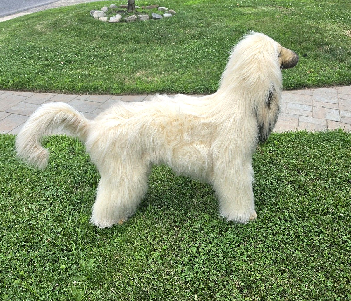 Life Size Afghan Hound High-quality Luxury Decor Dog 55″ Solid Metal Frame, Rare