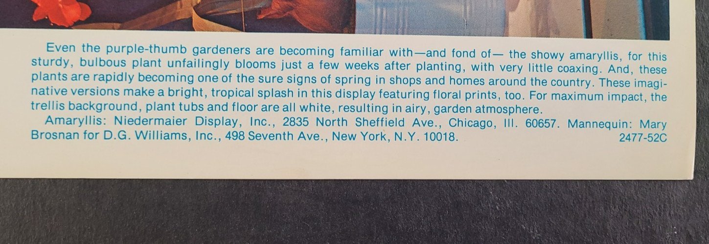 1977 B. ALTMAN, NEW YORK WINDOW DISPLAY PHOTO PRINT AMARYLLIS BLOSSOMS