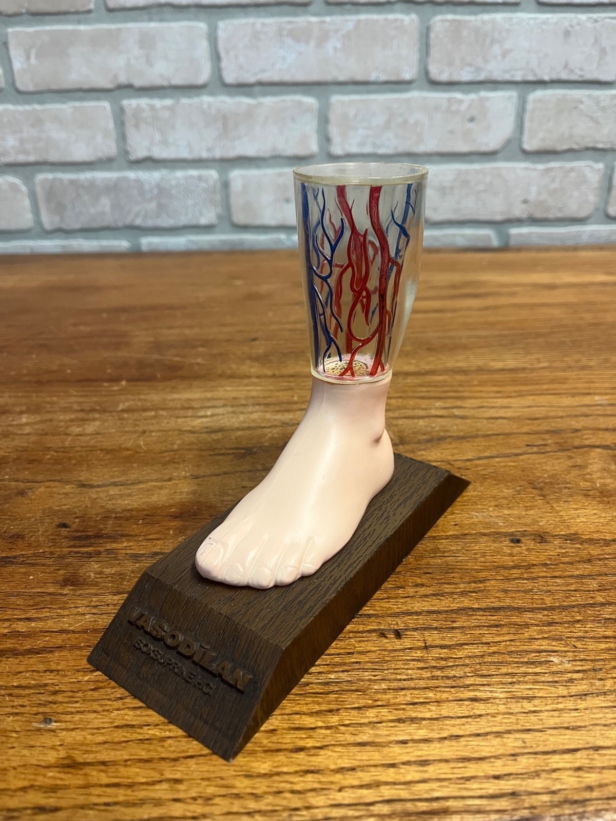 Vintage Vasodilan Advertising Display Foot Anatomical Store Model Mead Johnson
