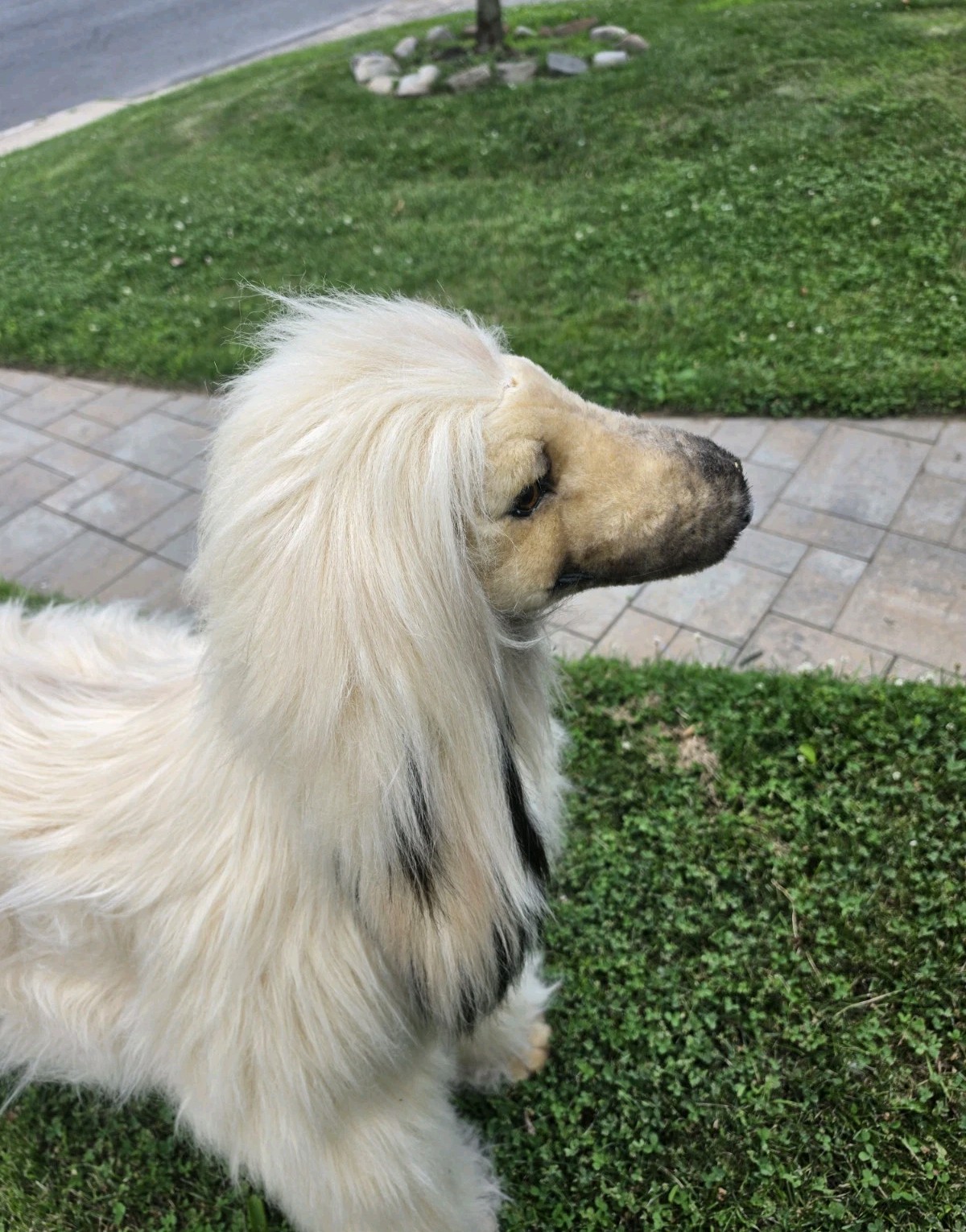 Life Size Afghan Hound High-quality Luxury Decor Dog 55″ Solid Metal Frame, Rare