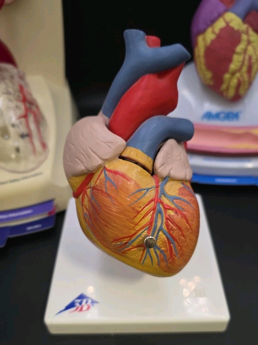 Xarelto 3D Human Heart Lighted, 3B & Amgen Display Models – Doctors Office