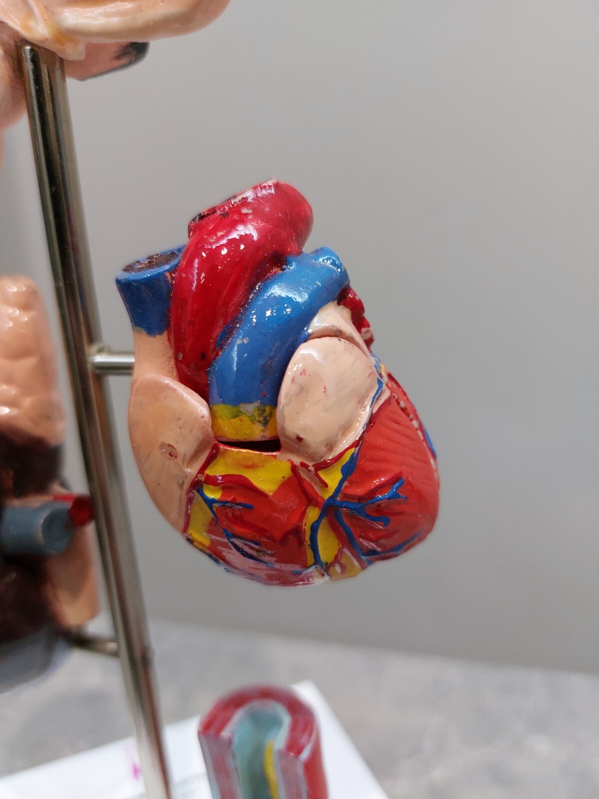 NEW Demonstration Model of Human Internal Organs Medicine Set NEW Boxed