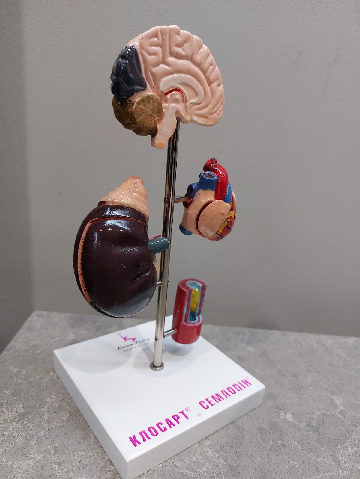 NEW Demonstration Model of Human Internal Organs Medicine Set NEW Boxed