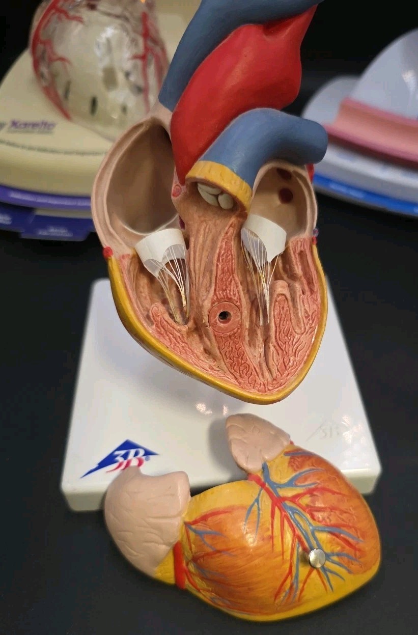 Xarelto 3D Human Heart Lighted, 3B & Amgen Display Models – Doctors Office