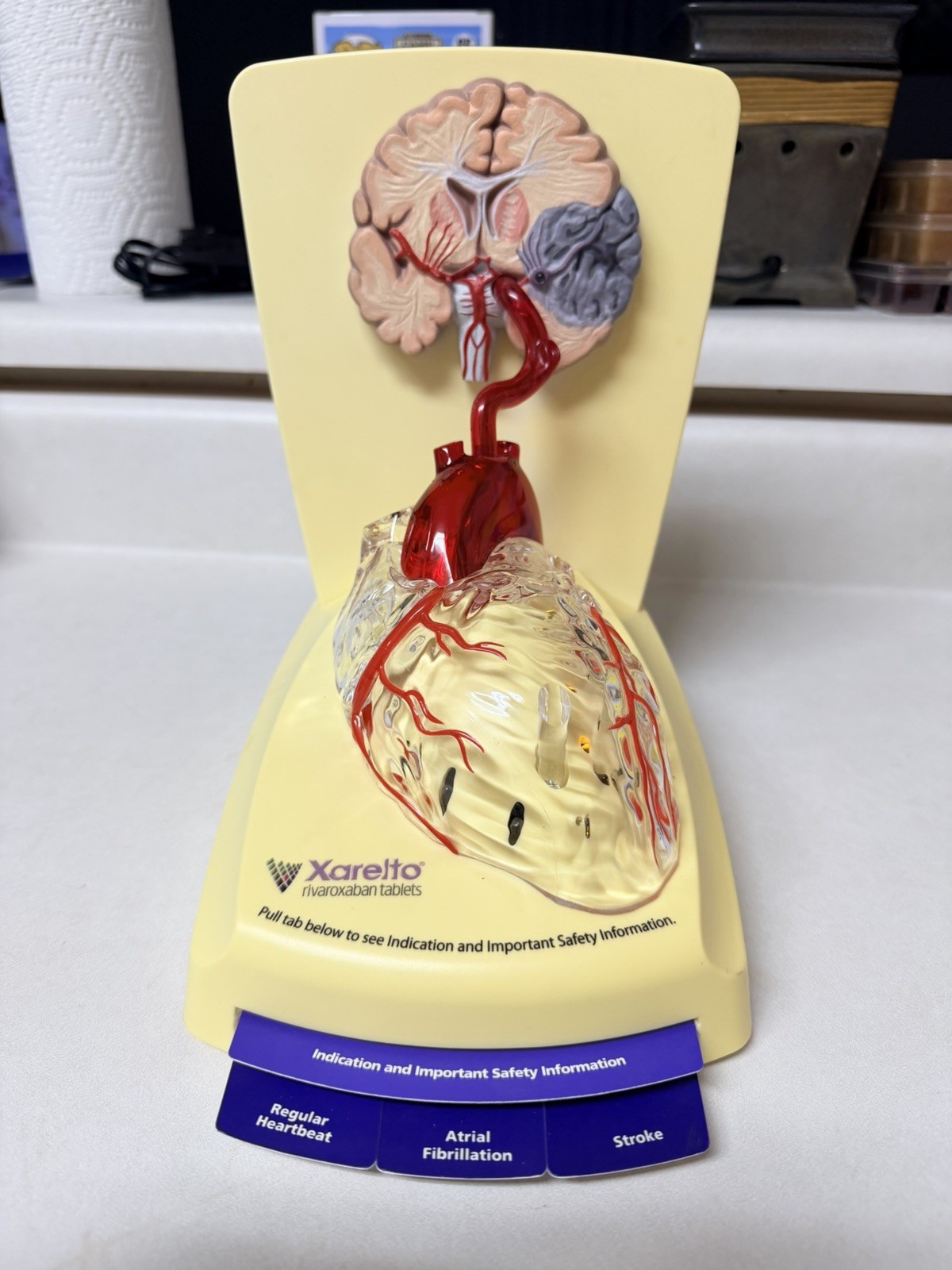Xarelto Pharmaceutical Advertising 3D Human Heart/brain Lighted Display Model