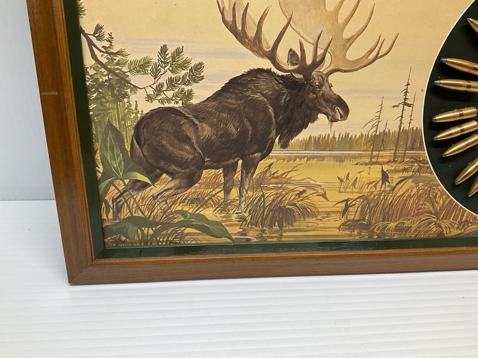Nosler Moose in Swamp Bullet Display/Board Not Winchester, Speer, or Hornady USA