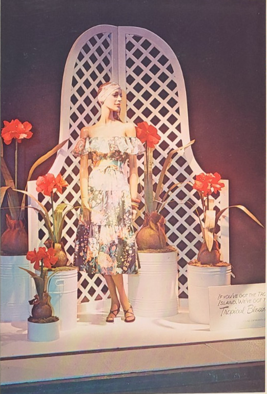 1977 B. ALTMAN, NEW YORK WINDOW DISPLAY PHOTO PRINT AMARYLLIS BLOSSOMS