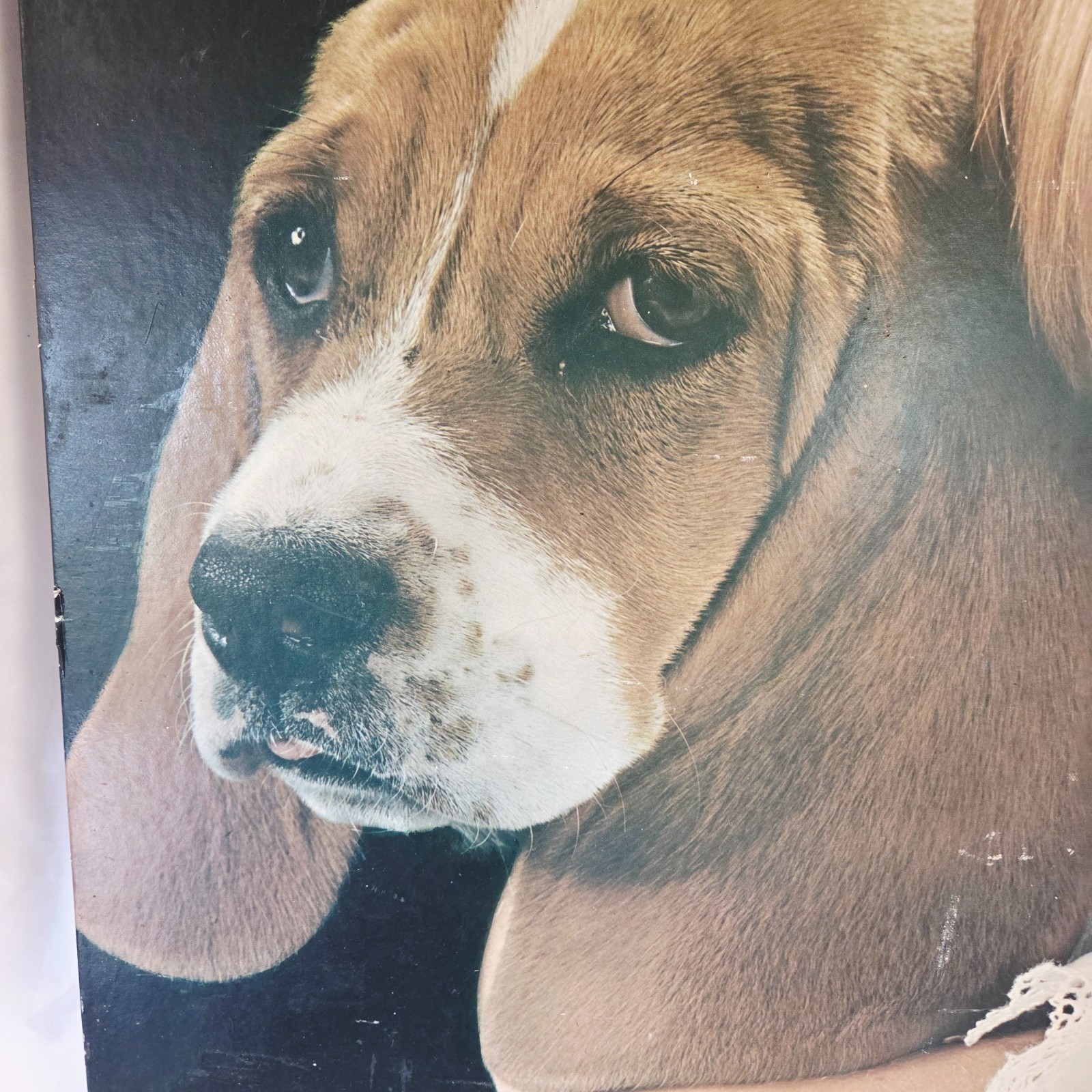 Vintage 1970s Photo Store Display – Girl & Basset Hound, A8-570T 30″