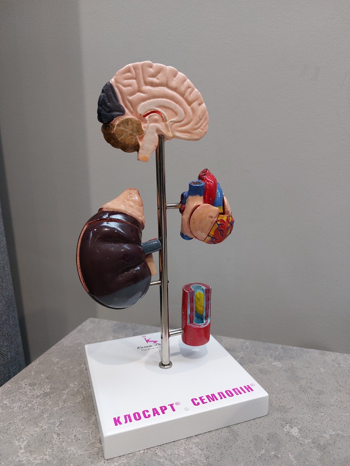 NEW Demonstration Model of Human Internal Organs Medicine Set NEW Boxed