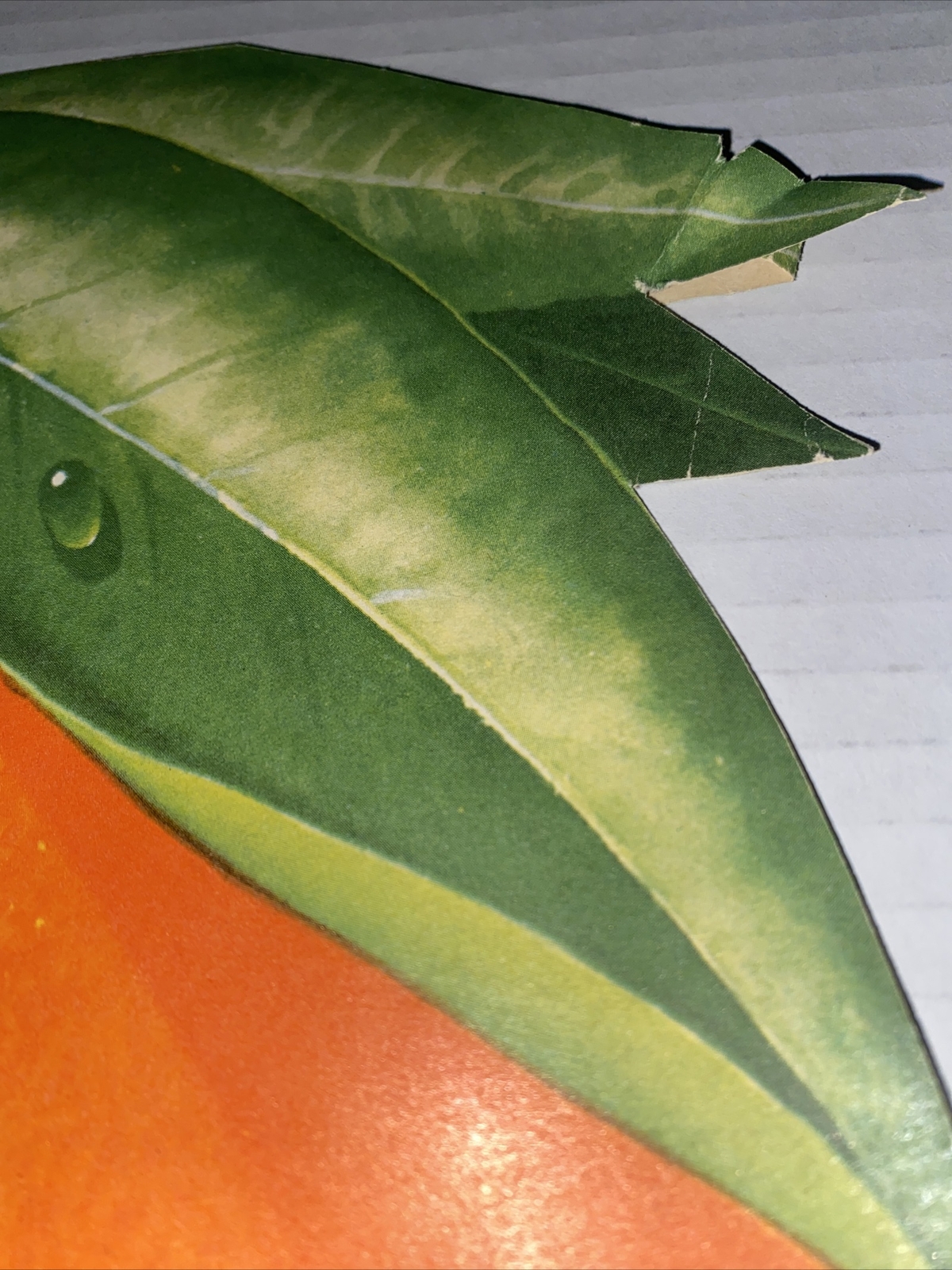 Vintage Florida Oranges PEELED ver Grocery Sign AD Poster Display Litho USA Prop
