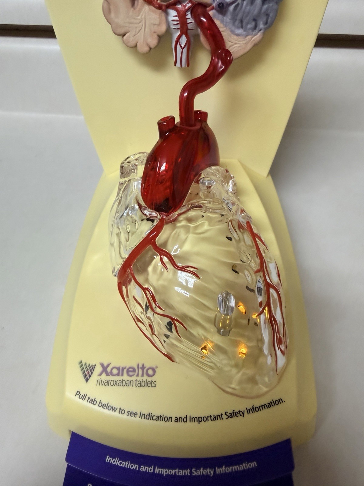 Xarelto Pharmaceutical Advertising 3D Human Heart/brain Lighted Display Model