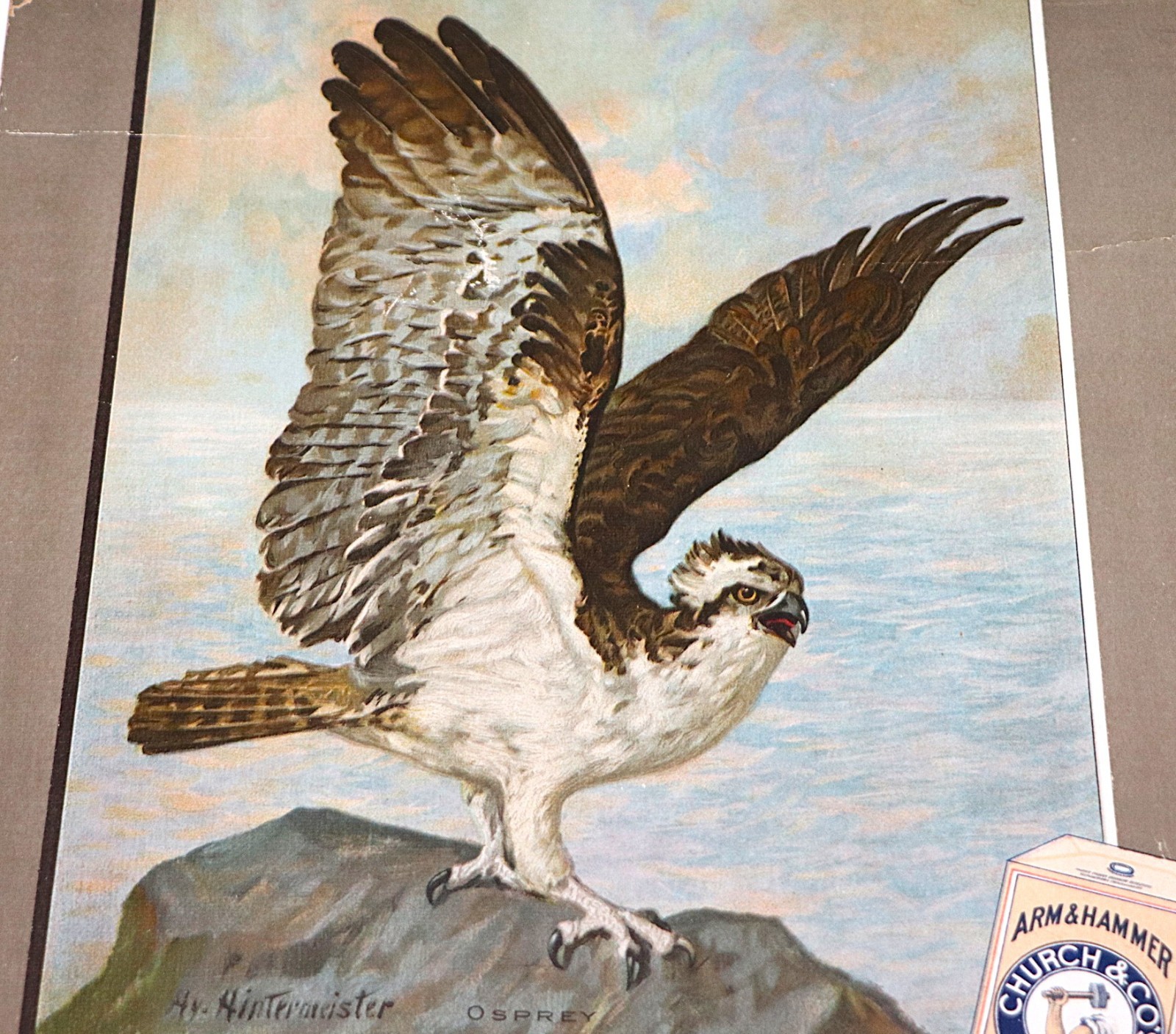Poster, Osprey – Arm & Hammer Soda – POP Cardboard Advertising Display