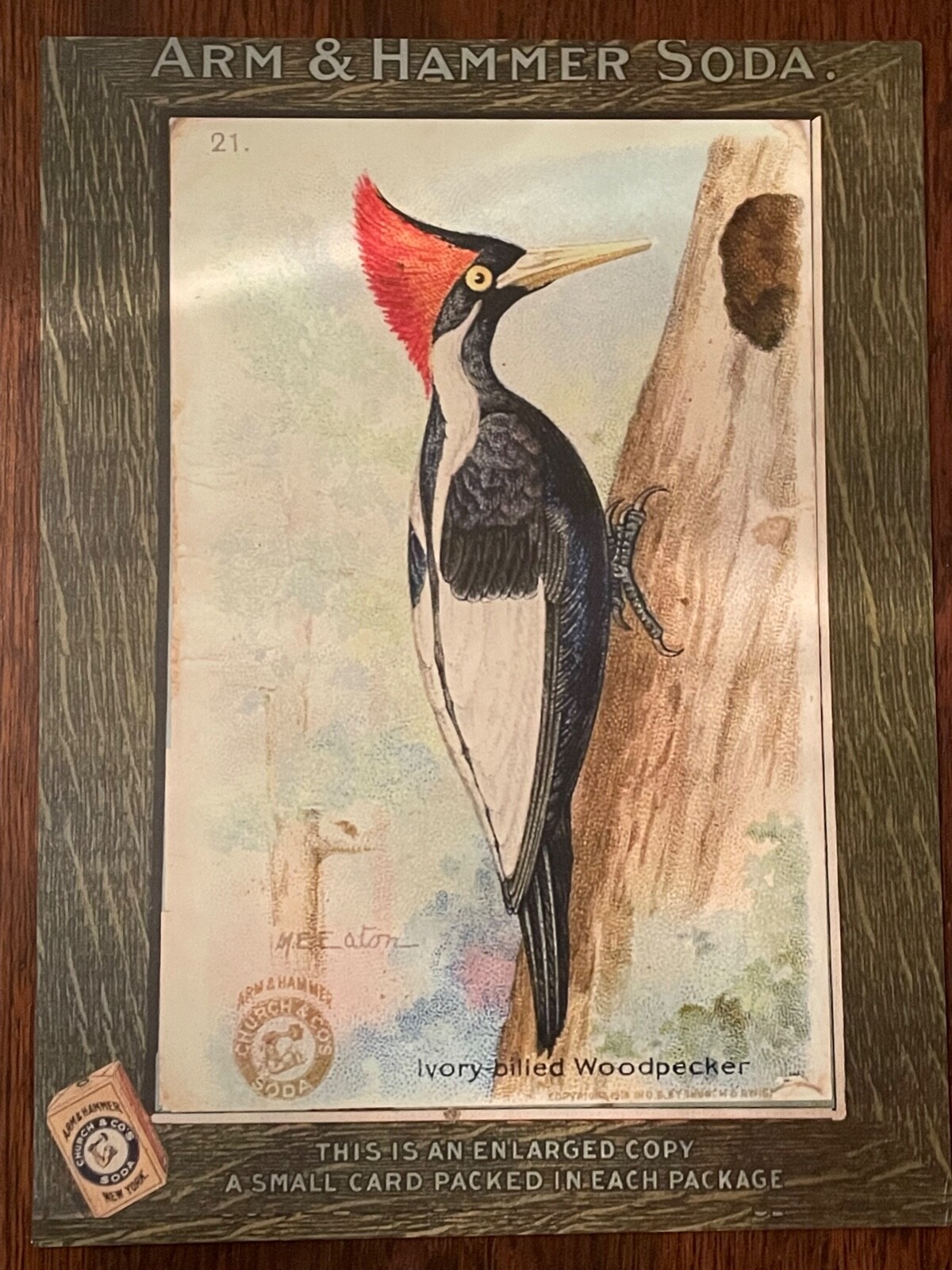 NEW Arm & Hammer Store Display Card Merchant Sign Ivory Billed Woodpecker