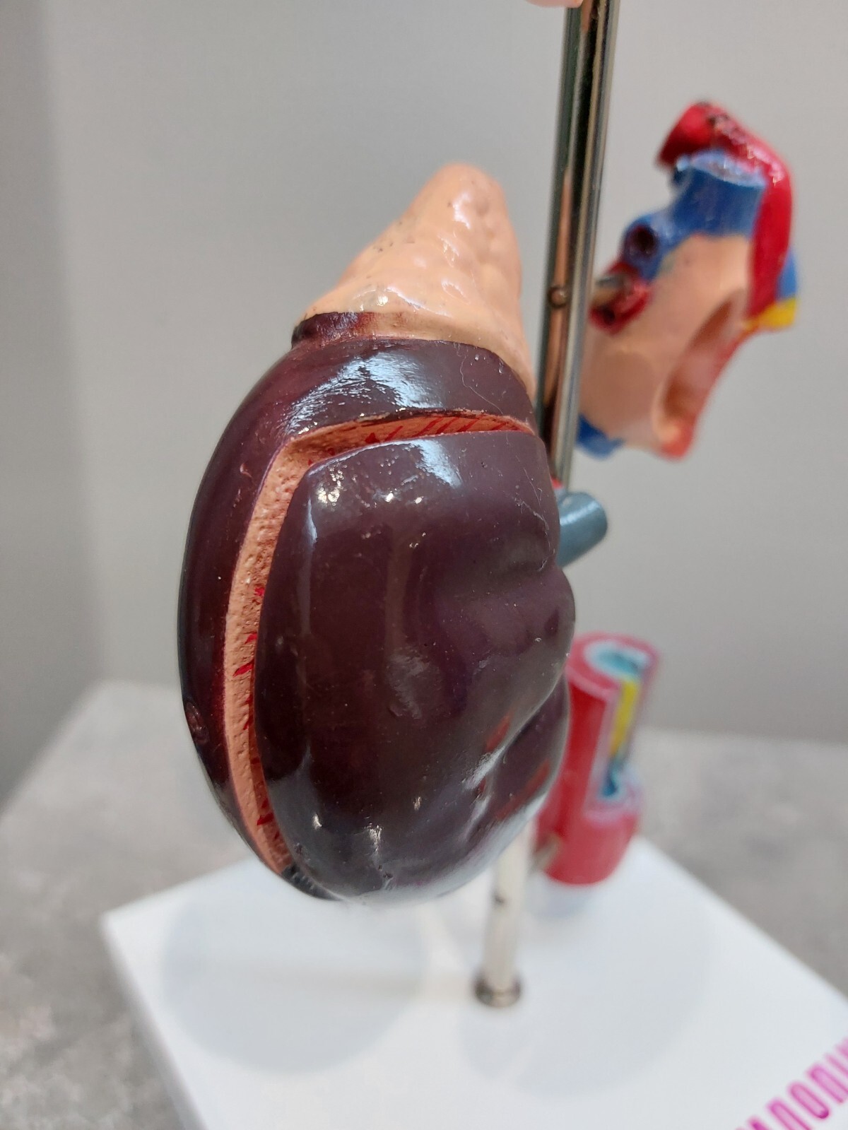 NEW Demonstration Model of Human Internal Organs Medicine Set NEW Boxed