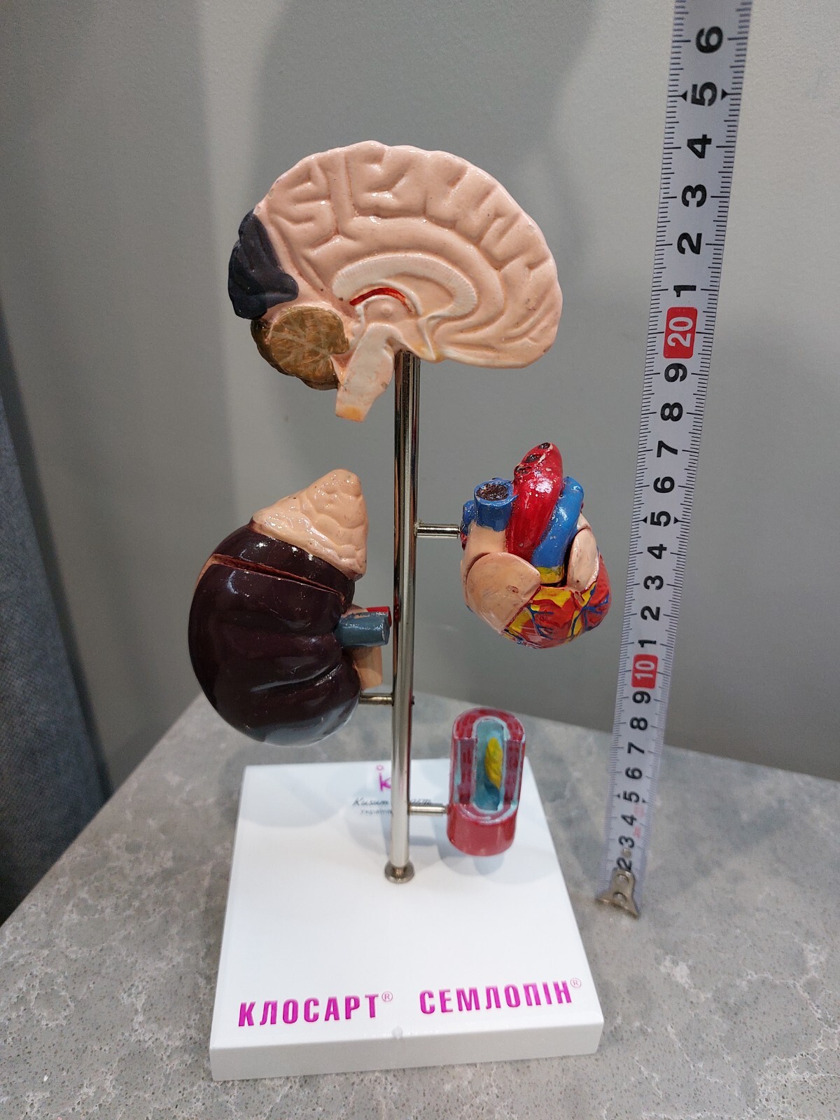 NEW Demonstration Model of Human Internal Organs Medicine Set NEW Boxed