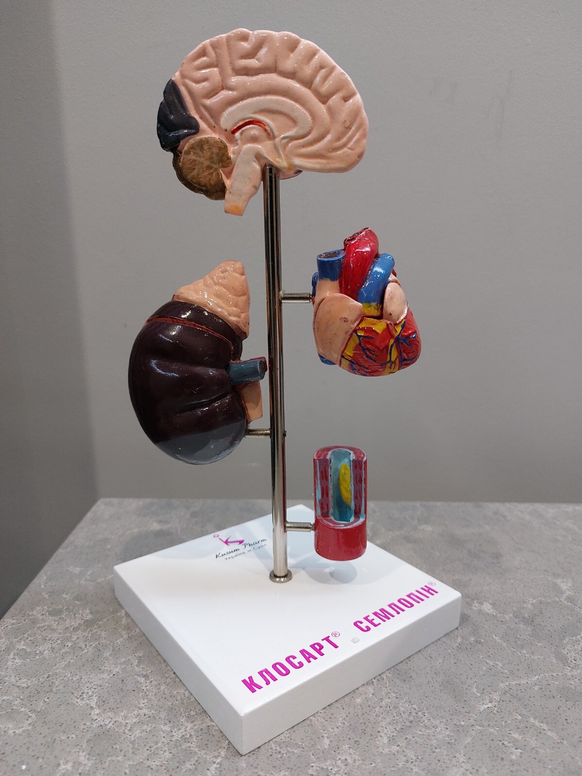 NEW Demonstration Model of Human Internal Organs Medicine Set NEW Boxed