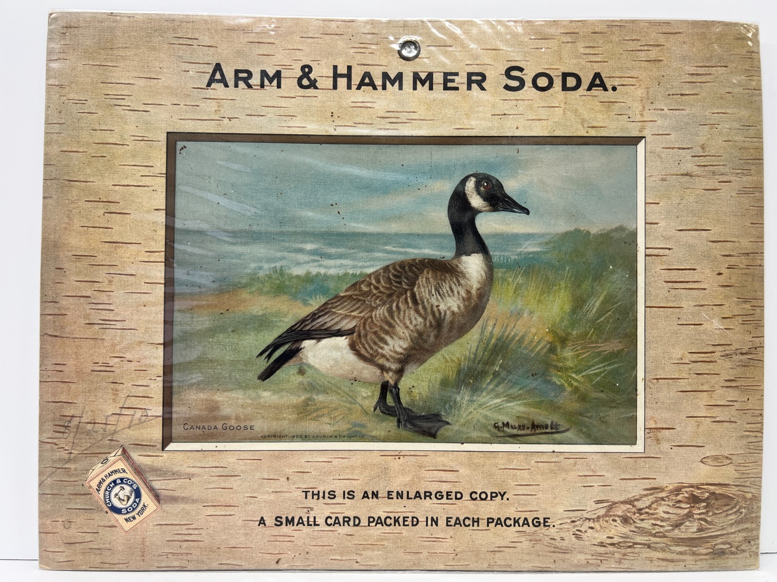 1905 Arm & Hammer Baking Soda Church Company Canada Goose Store Display Lg
